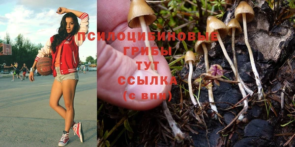 прущие грибы Елизово